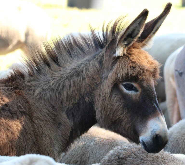 강아지 영양제의 모든 것: 건강한 반려견을 위한 필수 아이템
