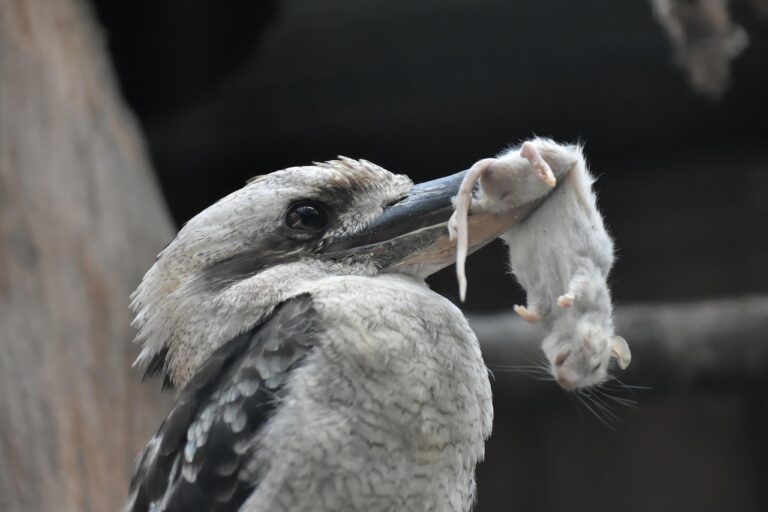호주 드림 월드에서의 환상적인 하루: 즐길 거리와 팁