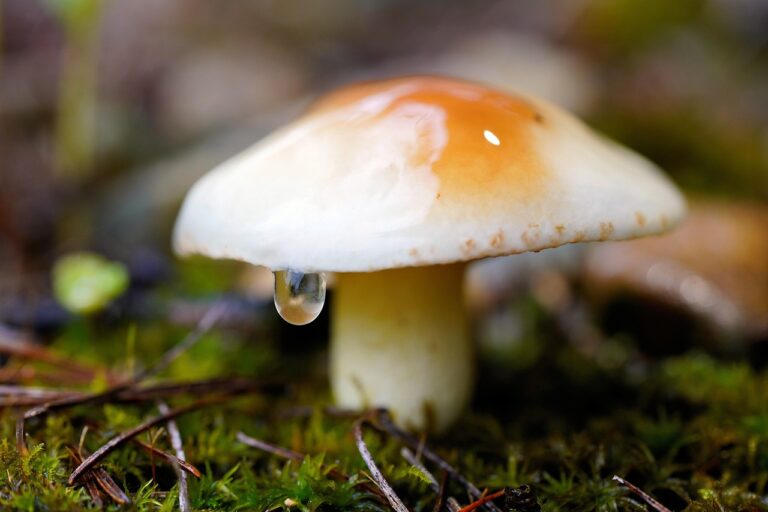 키 크는 약, 당신의 성장에 도움을 줄 수 있을까?