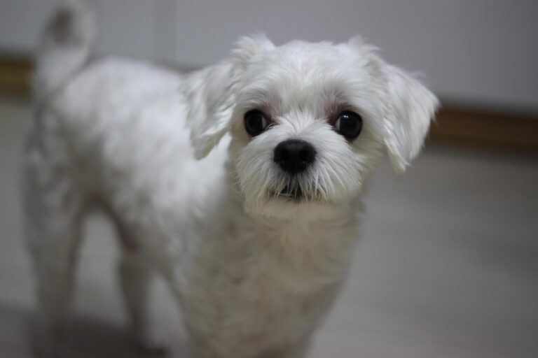 강아지 분양 샵에서 나만의 반려견을 찾는 법