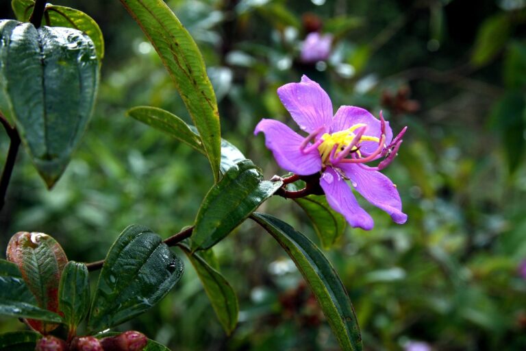 2023년 유심 칩 가격 분석: 저렴하게 데이터 요금제 선택하기