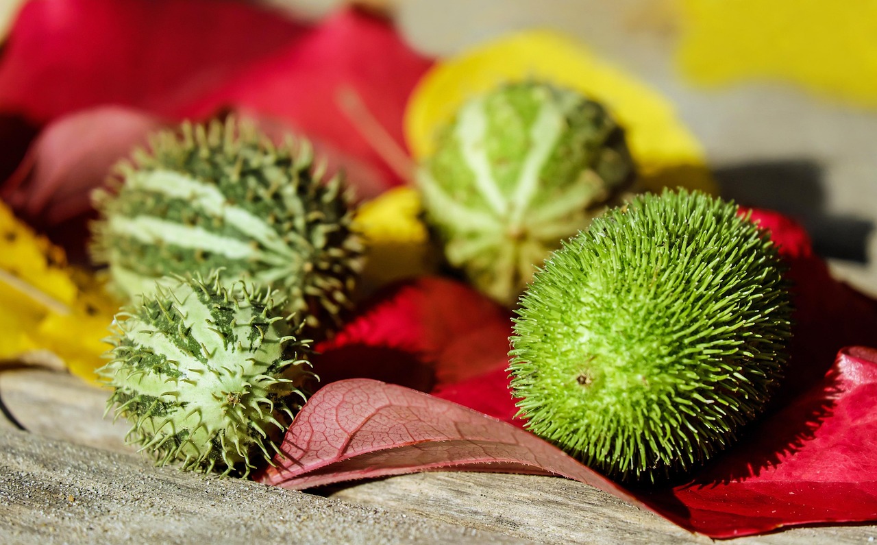 강제 집행 신청 서류