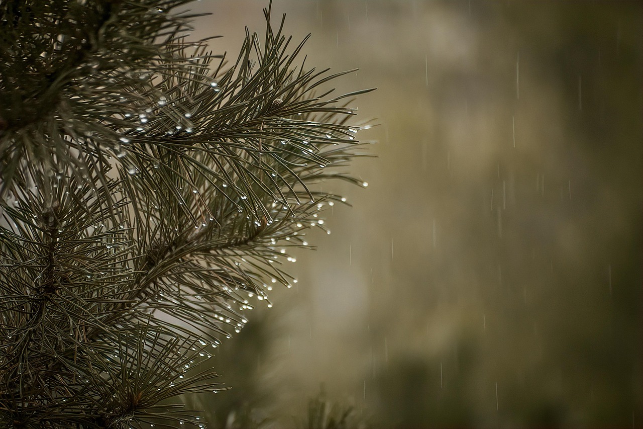 가처분 신청 방법
