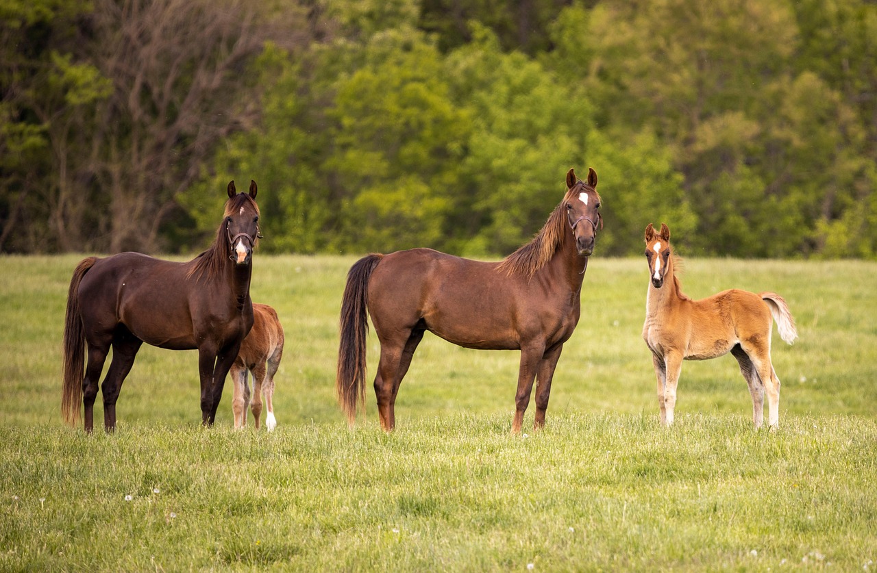 경향 신문 구독 신청