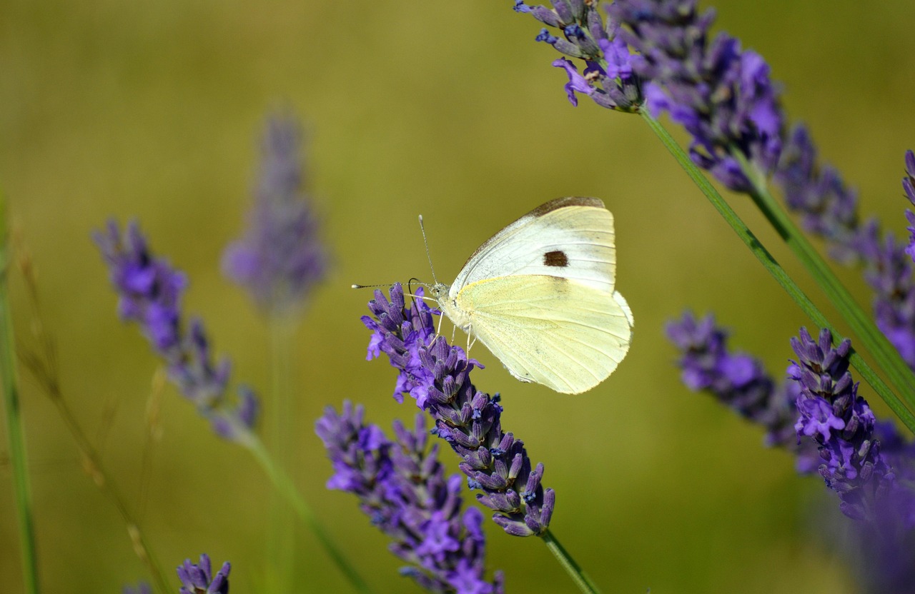 가압류 신청 취하서